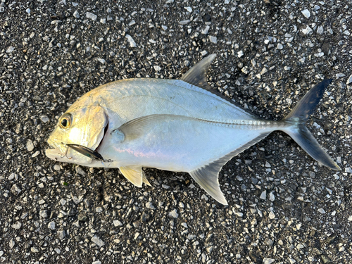 メッキの釣果