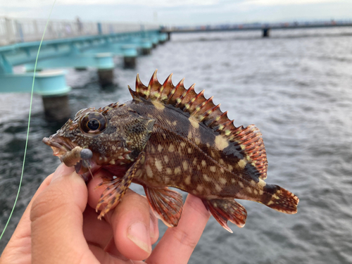 カサゴの釣果