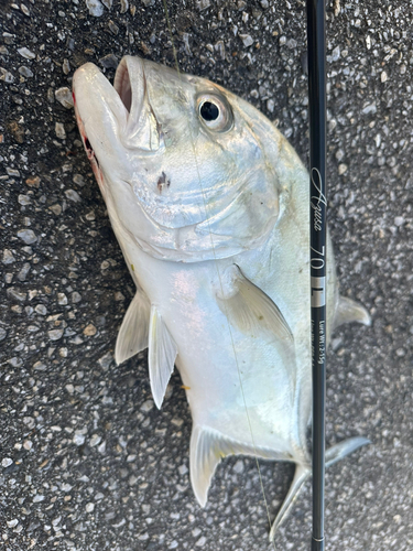 ロウニンアジの釣果