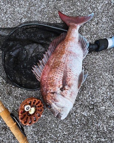 タイの釣果