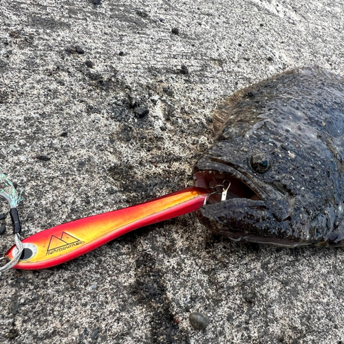 ヒラメの釣果