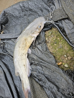 アメリカナマズの釣果