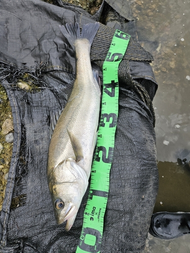 スズキの釣果