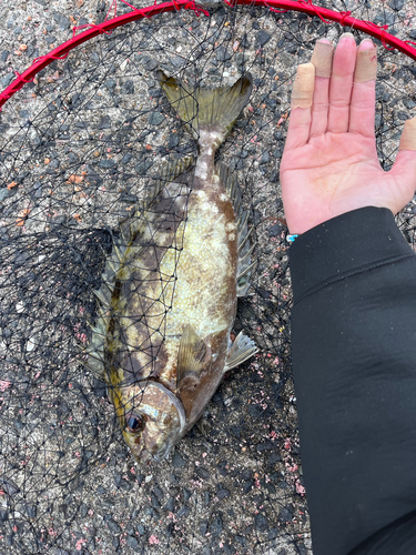 アイゴの釣果