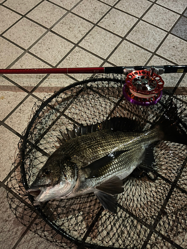 クロダイの釣果