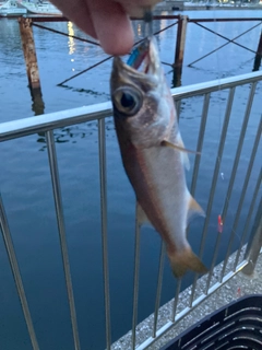 クロムツの釣果