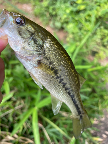 ラージマウスバスの釣果