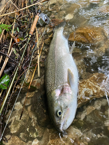 ニジマスの釣果