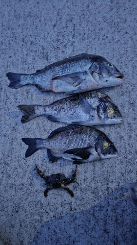 クロダイの釣果