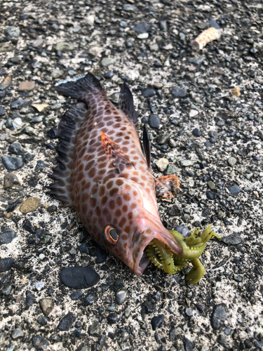 オオモンハタの釣果