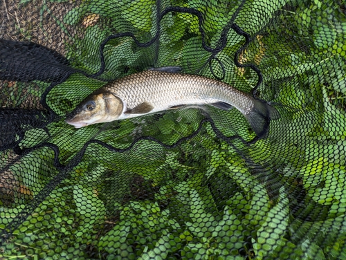 ニゴイの釣果