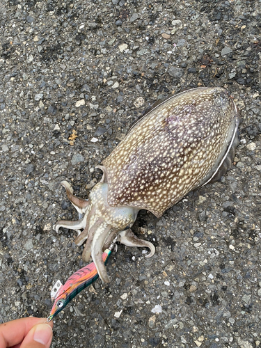 シリヤケイカの釣果