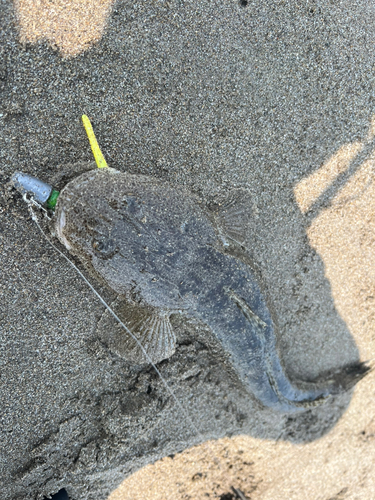 マゴチの釣果