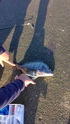 クロダイの釣果