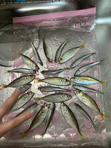 アジの釣果