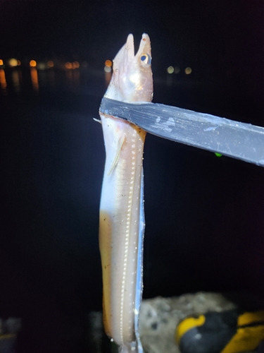 マアナゴの釣果