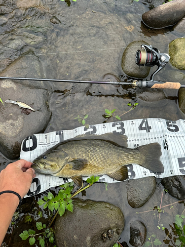 スモールマウスバスの釣果