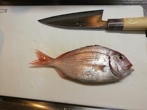 チダイの釣果