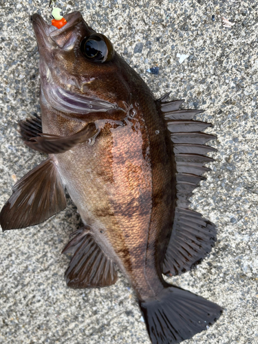 メバルの釣果