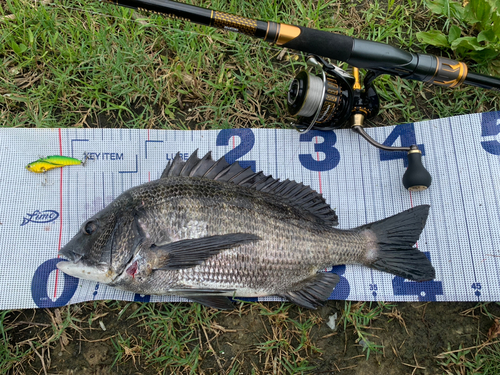 クロダイの釣果