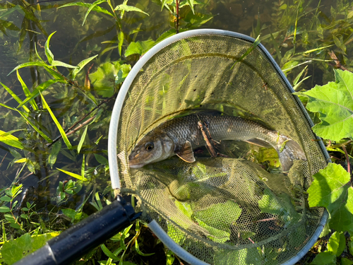 ニゴイの釣果