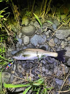 セイゴ（マルスズキ）の釣果