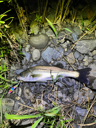 セイゴ（マルスズキ）の釣果