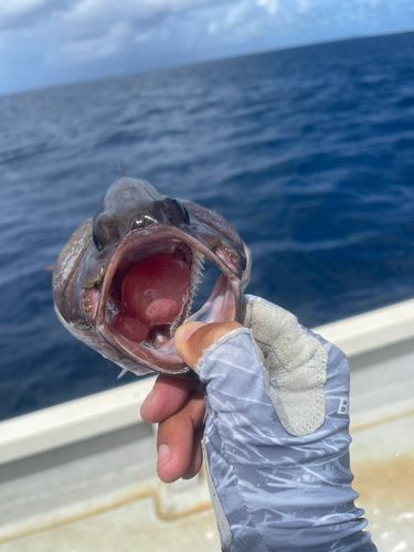 イシフエダイの釣果