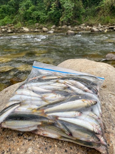 コアユの釣果