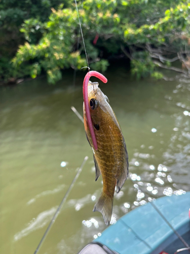 ブルーギルの釣果