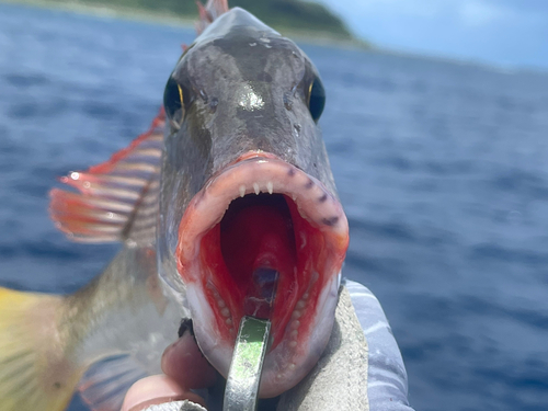 イソフエフキの釣果