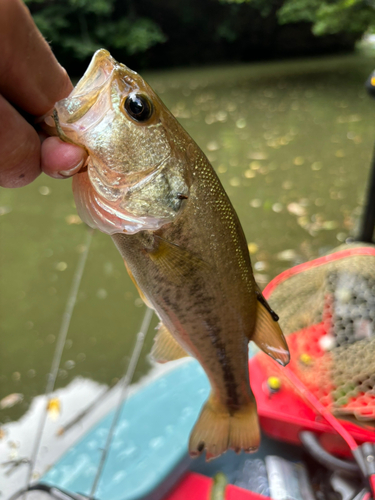 ブラックバスの釣果