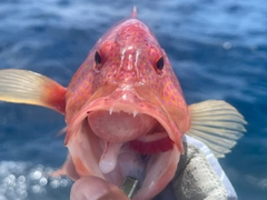 オジロバラハタの釣果