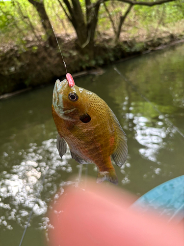 ブルーギルの釣果