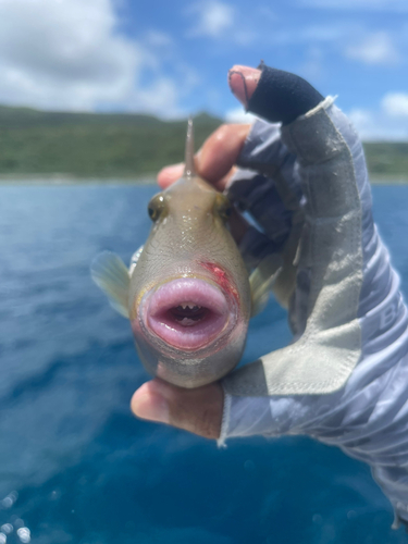 メガネハギの釣果