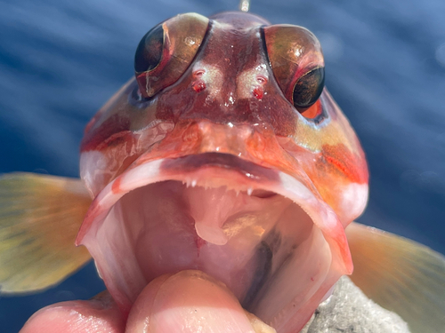 アカハタの釣果