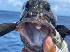 ナミハタの釣果