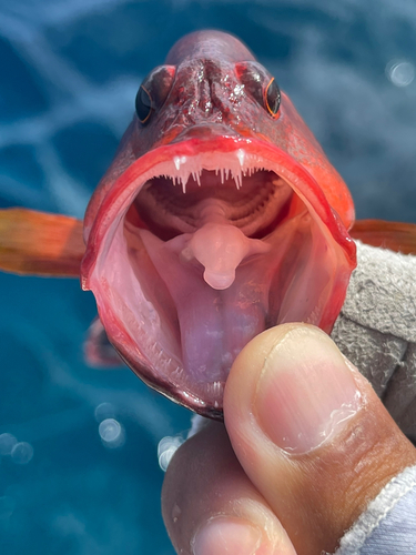 ニジハタの釣果