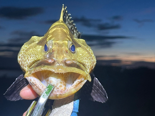 マダラハタの釣果