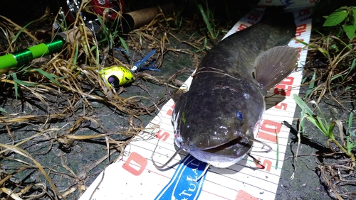 ナマズの釣果