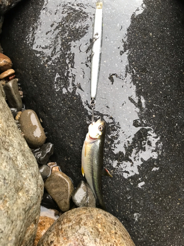 カワムツの釣果