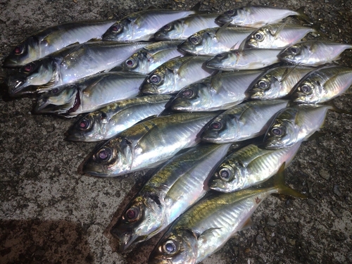 アジの釣果