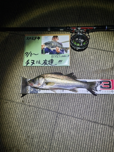 シーバスの釣果