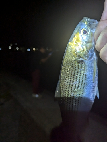 コノシロの釣果