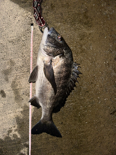 クロダイの釣果