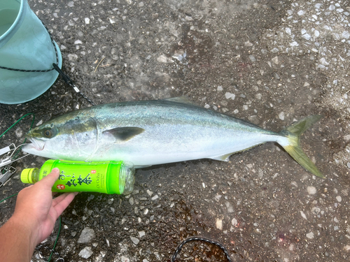 ハマチの釣果