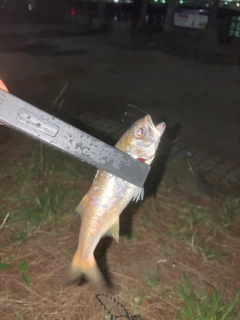 クロムツの釣果