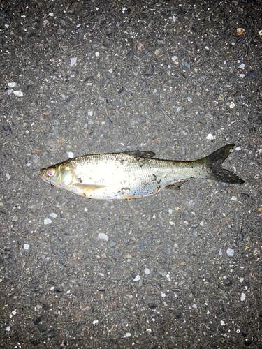 ワタカの釣果