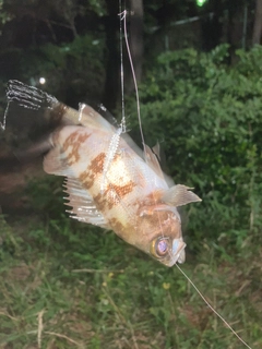 メバルの釣果