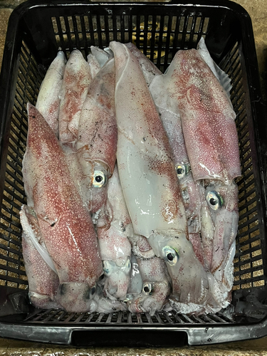 ケンサキイカの釣果